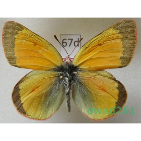 Colias hecla glacialis M'Lachlan, 1878 male Canada67d